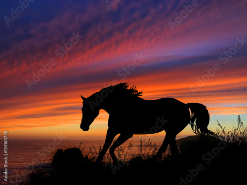 Horse Silhouette Sunset © erikakirky