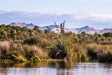 New Zealand native palnts on a lake shore