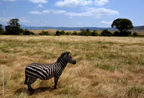 Zebra standing majestically in a field of browning grass in Ngorongoro Crater. 