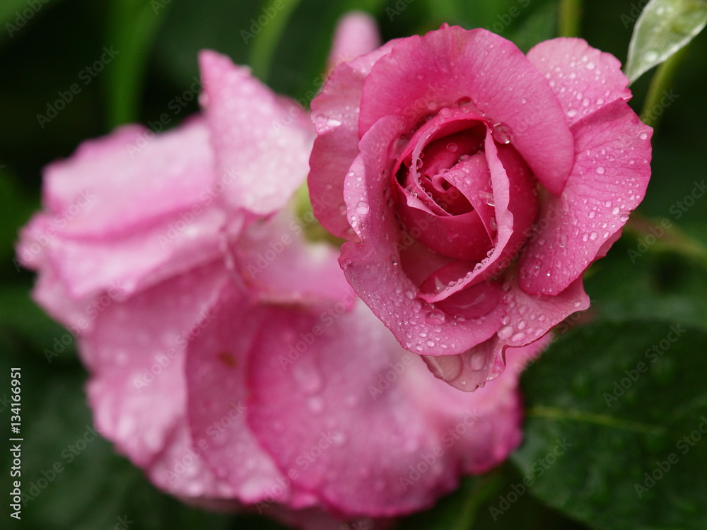 雨滴を纏った赤い薔薇 雨滴を纏った赤い薔薇
