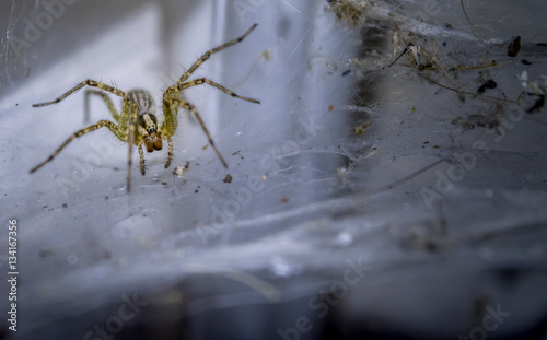 Wolf Spider of the North East on its Web