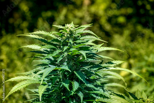 Cannabis Crown Begining to Bud in the Late Spring