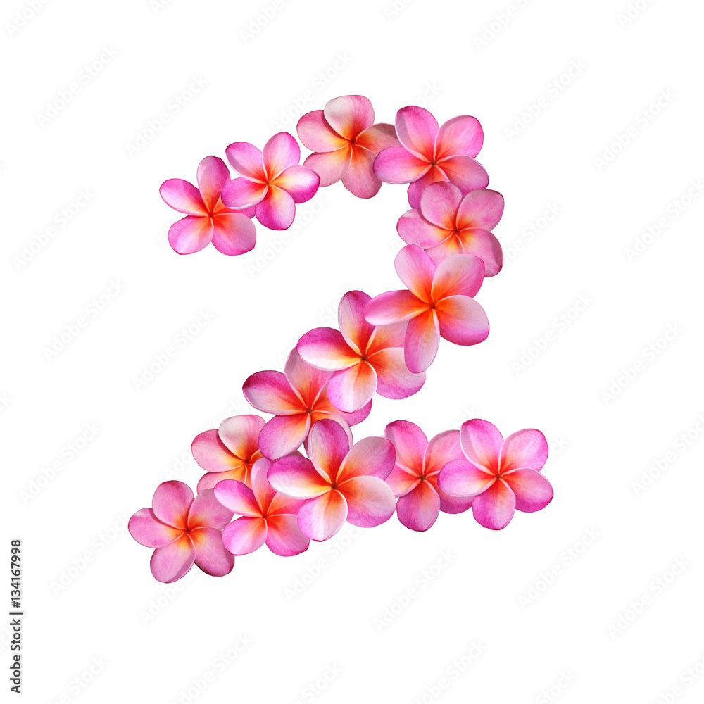 Fototapeta premium Plumeria Number Two