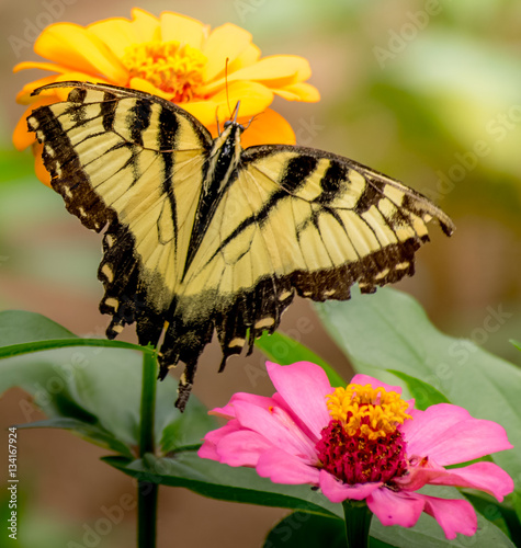 Butterfly Feeding on Flowers