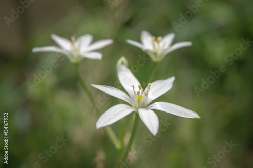 Macro 6 Pedal Flower with Sallow Depth of Field
