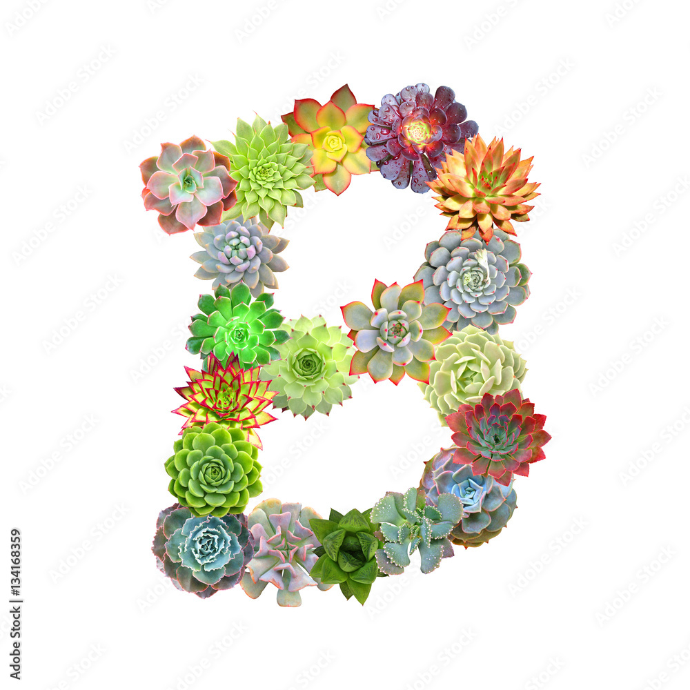 Succulent Letter B Succulent Letter B