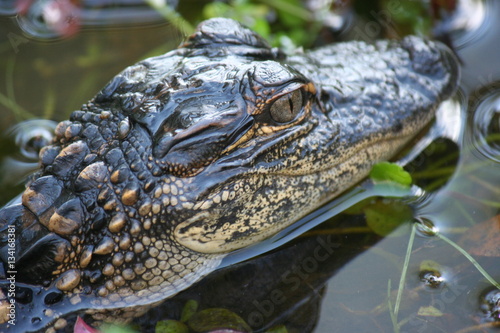 baby gator