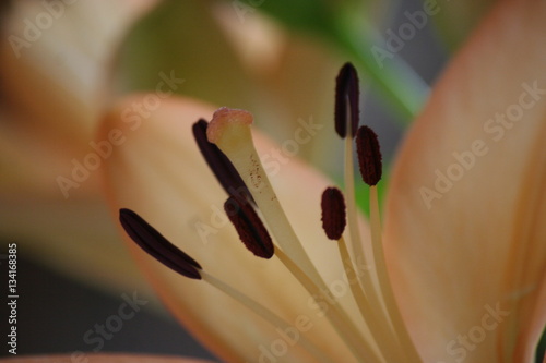 macro Lily