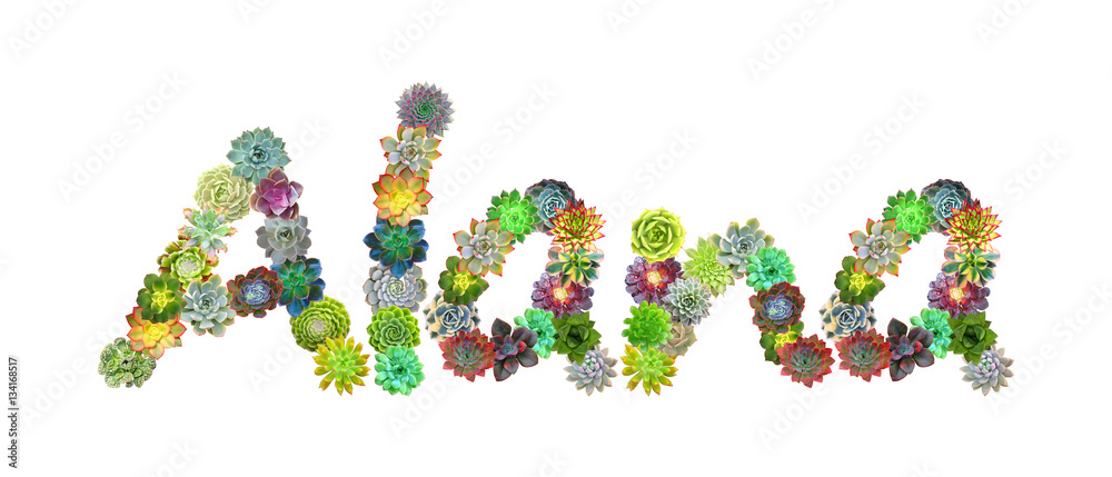 Alana Succulent Name Alana Succulent Name