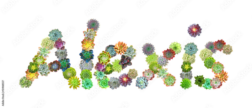 Alexis Succulent Name Alexis Succulent Name