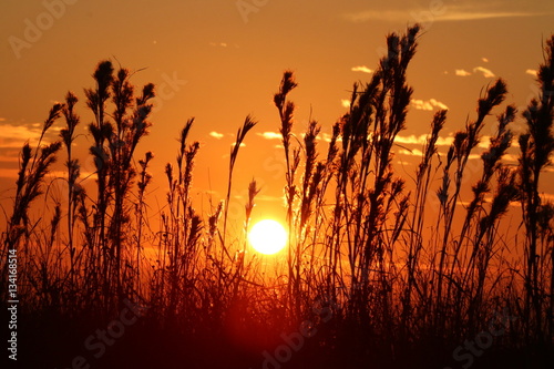 fall peaking through the grass