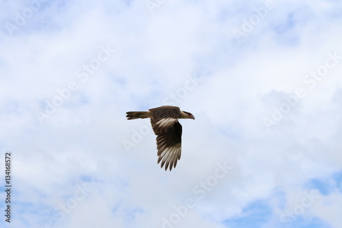 caracara in flight