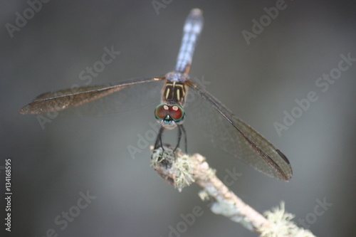 dragonfly stare down