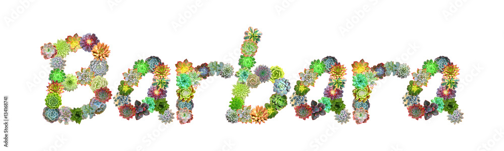 Barbara Succulent Name Barbara Succulent Name