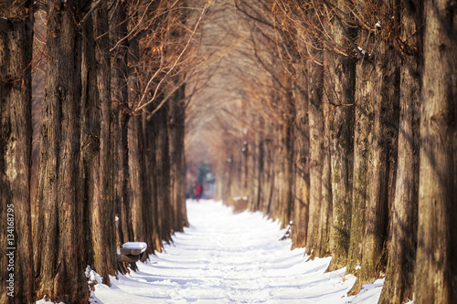 snow covered metasequoia road photo