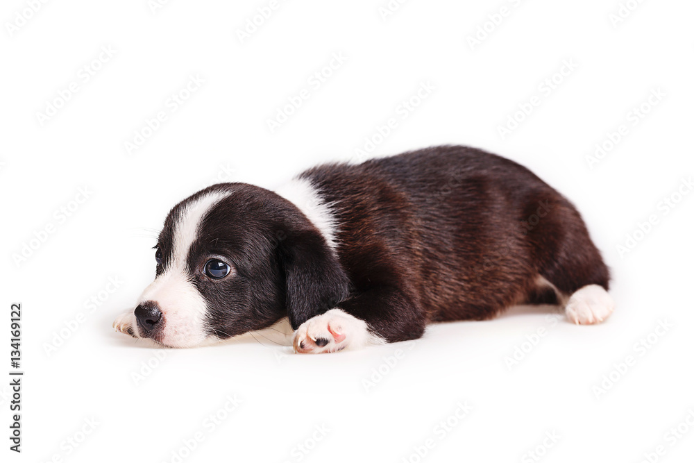 Cute puppy not purebred feels sad. Pets need our support and care.