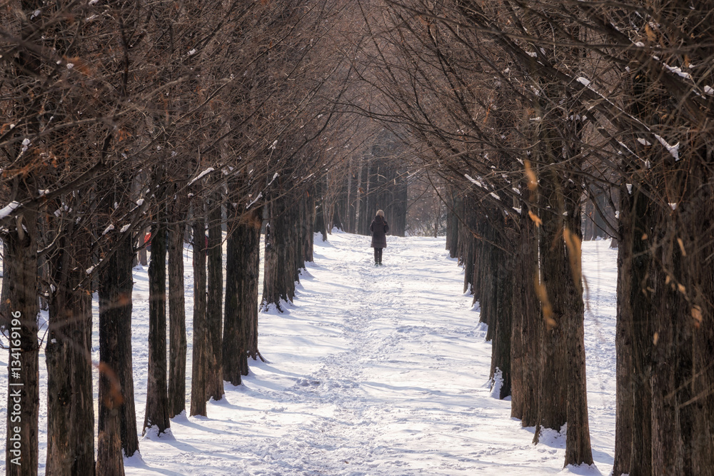 Fototapeta premium jogger in metasequoia road