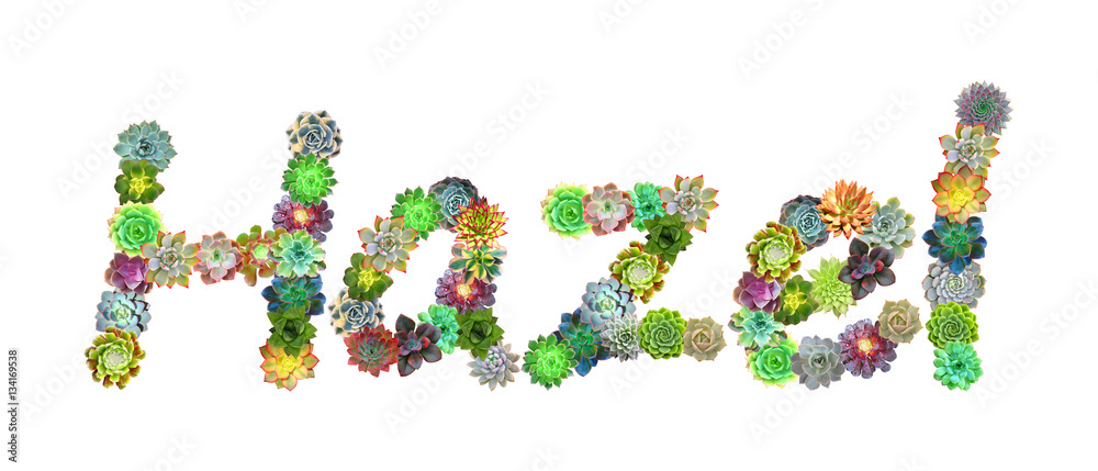Hazel Succulent Name Hazel Succulent Name
