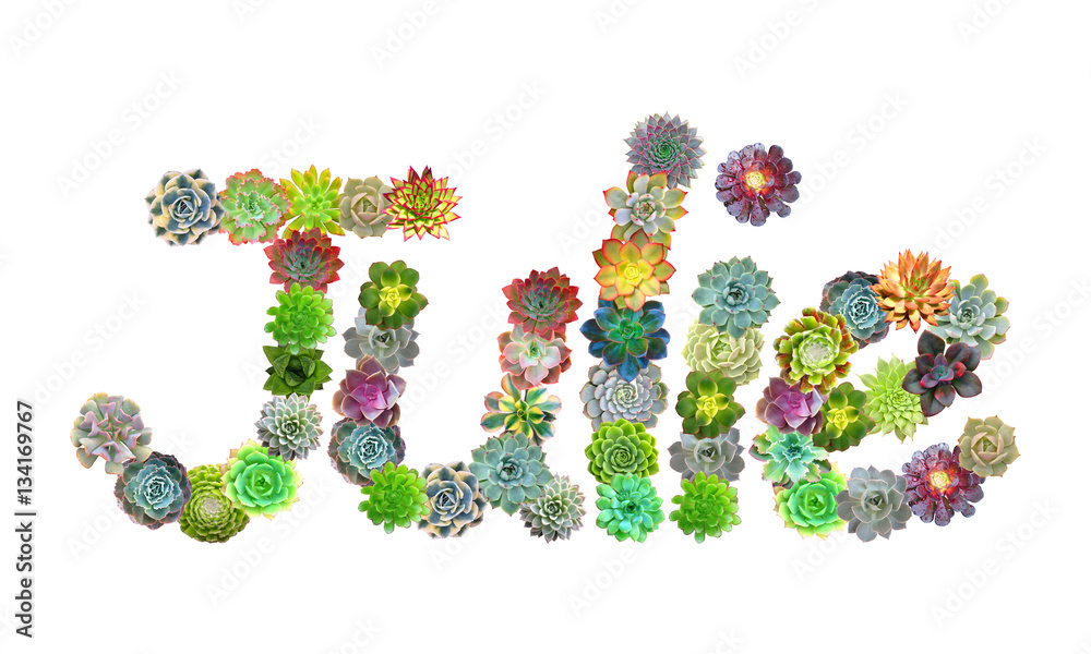 Julie Succulent Name Julie Succulent Name
