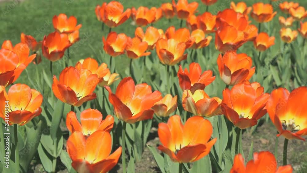A lot of colourful bright of growing tulips outdoors. Close up A lot of colourful bright of growing tulips outdoors. Close up