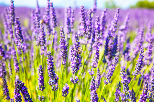 Lavender flowers and a bee close up in a field in Provence France against a blue sky background.