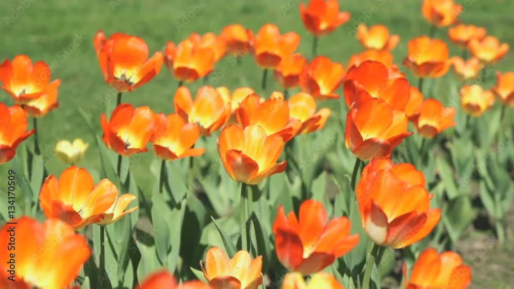 A lot of colourful bright of growing tulips outdoors. Close up A lot of colourful bright of growing tulips outdoors. Close up