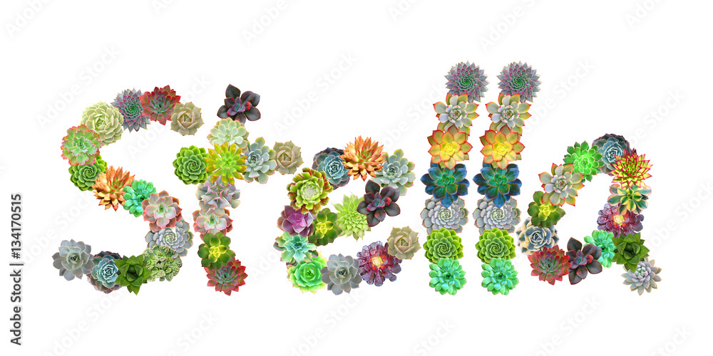 Stella Succulent Name Stella Succulent Name