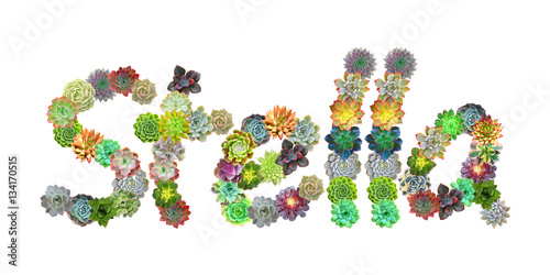 Stella Succulent Name