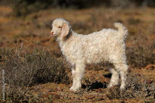 A young angora goat kid on a rural farm.