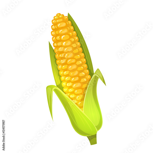 Colorful cartoon illustration of corn on a white background. Vector.