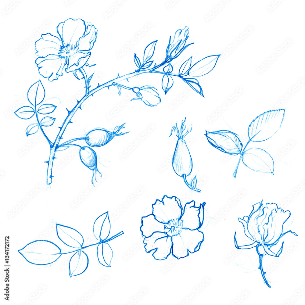 Fototapeta premium wild rose tree branch with leaves and berries