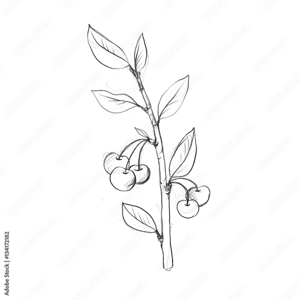cherry tree branch with flowers, leaves and berries cherry tree branch with flowers, leaves and berries