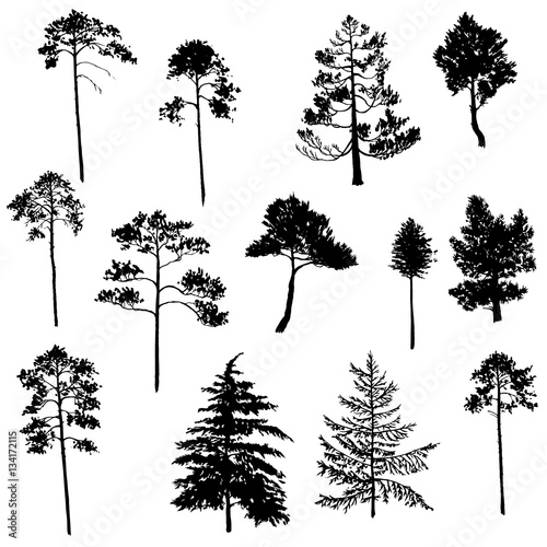 vector set of conifer trees