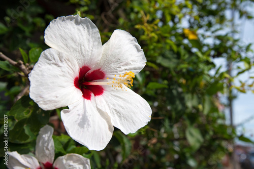 Bright white hibiscus