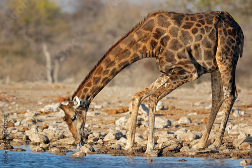 Giraffe (Giraffa camelopardalis) drinking water, Etosha National Park, Namibia .