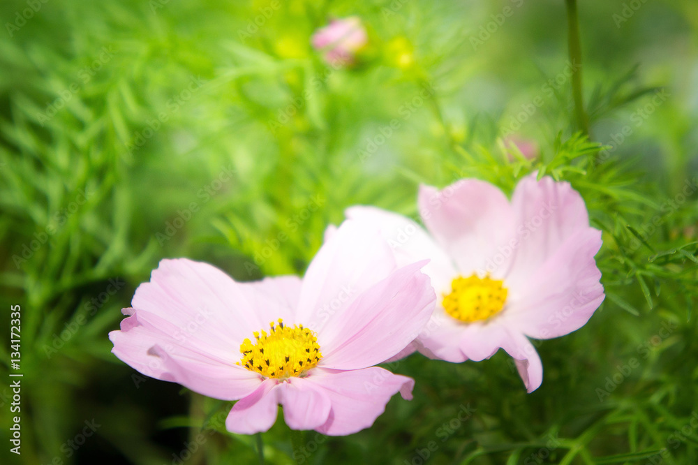 pink cosmos flowers in the park with sunlight moring pink cosmos flowers in the park with sunlight moring