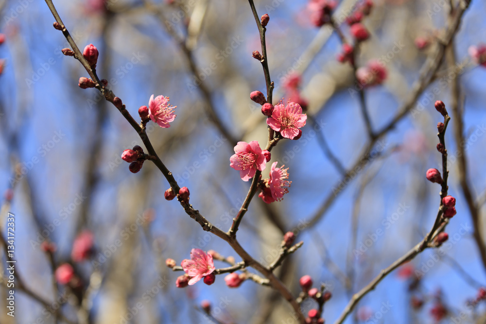 Flowering of plums in Tokyo - Japanese early spring - Flowering of plums in Tokyo - Japanese early spring -