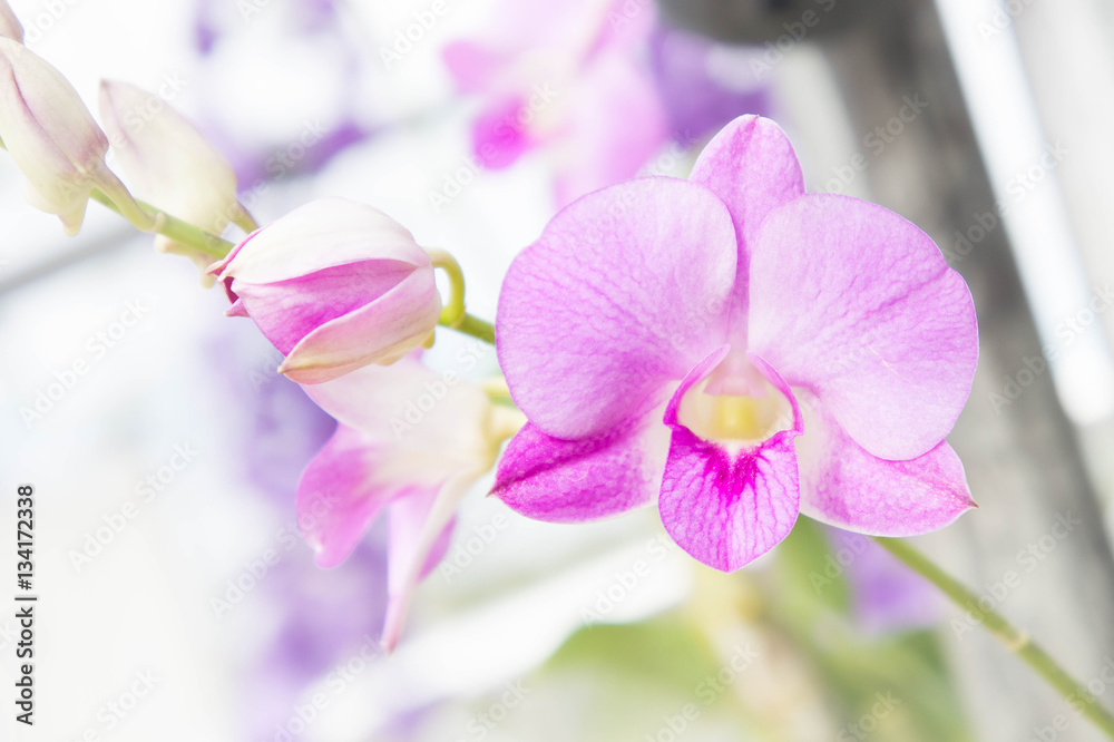 Obraz premium Purple orchids flowers in the park
