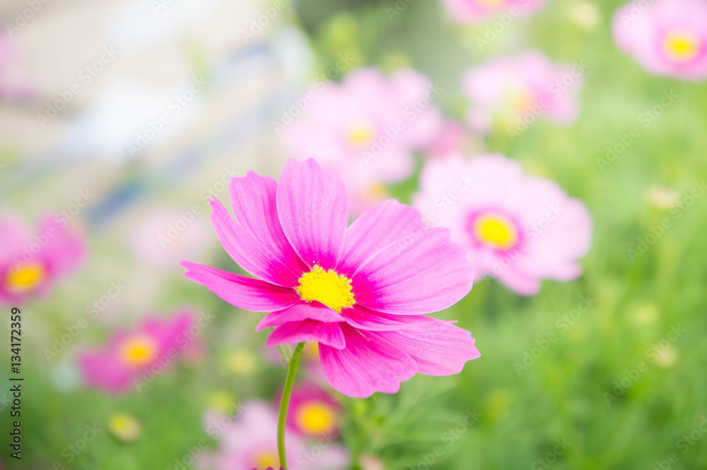 pink cosmos flowers in the park with sunlight moring pink cosmos flowers in the park with sunlight moring