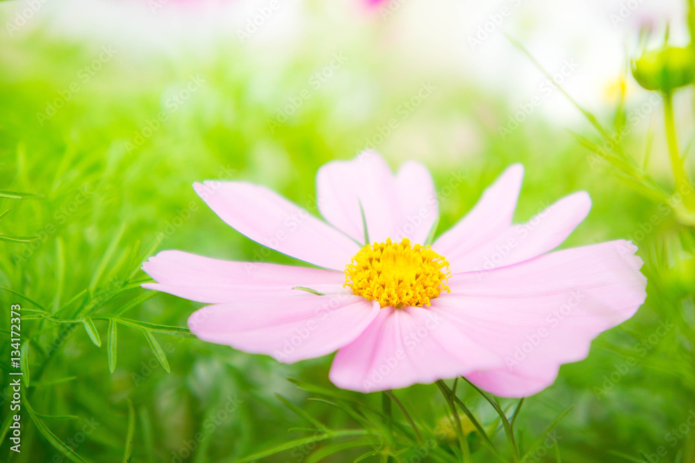 pink cosmos flowers in the park with sunlight moring pink cosmos flowers in the park with sunlight moring