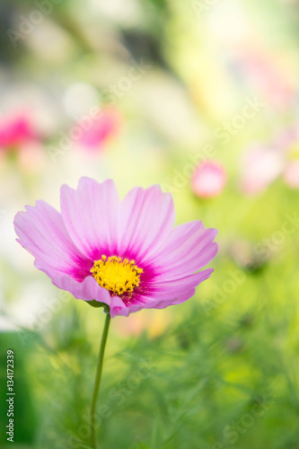 pink cosmos flowers in the park with sunlight moring