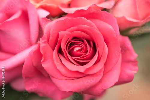 Beautiful pink roses background