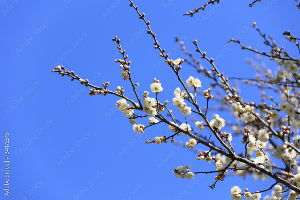 Flowering of plums in Tokyo - Japanese early spring - Flowering of plums in Tokyo - Japanese early spring -