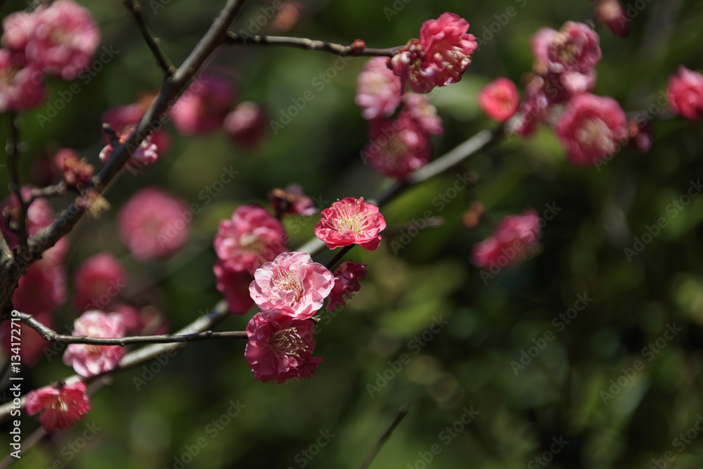 Flowering of plums in Tokyo - Japanese early spring -