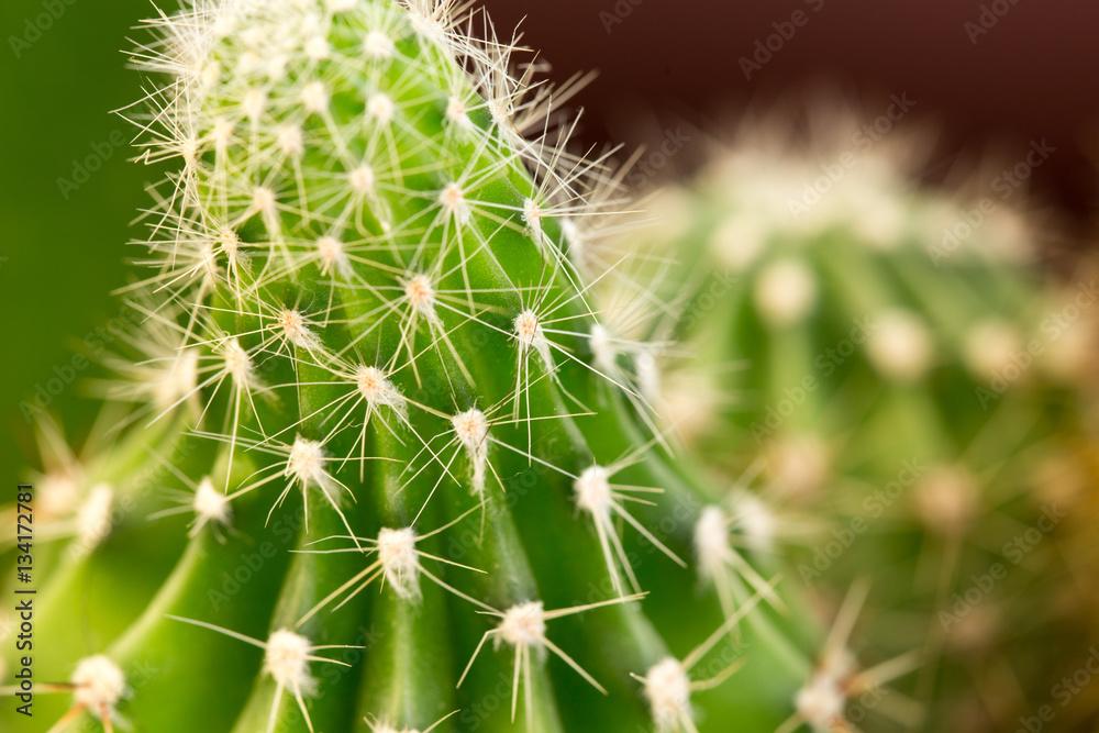 closeup of a cactus with spikes in a garden closeup of a cactus with spikes in a garden