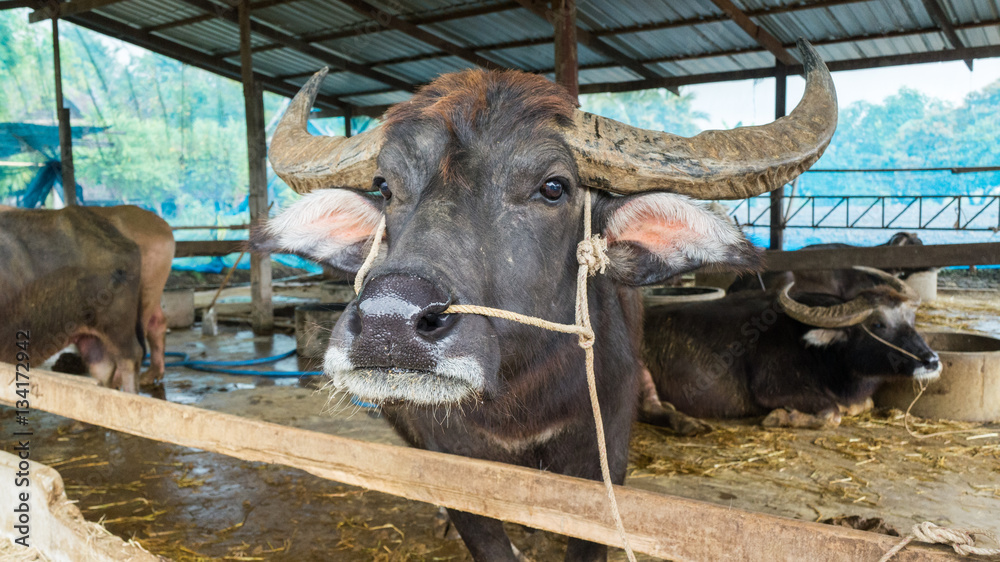 Thai buffalo in farm