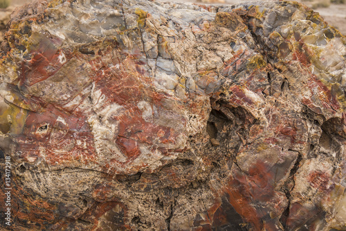 Closeup of a fossilized tree trunk in Arizona's Petrified Forest