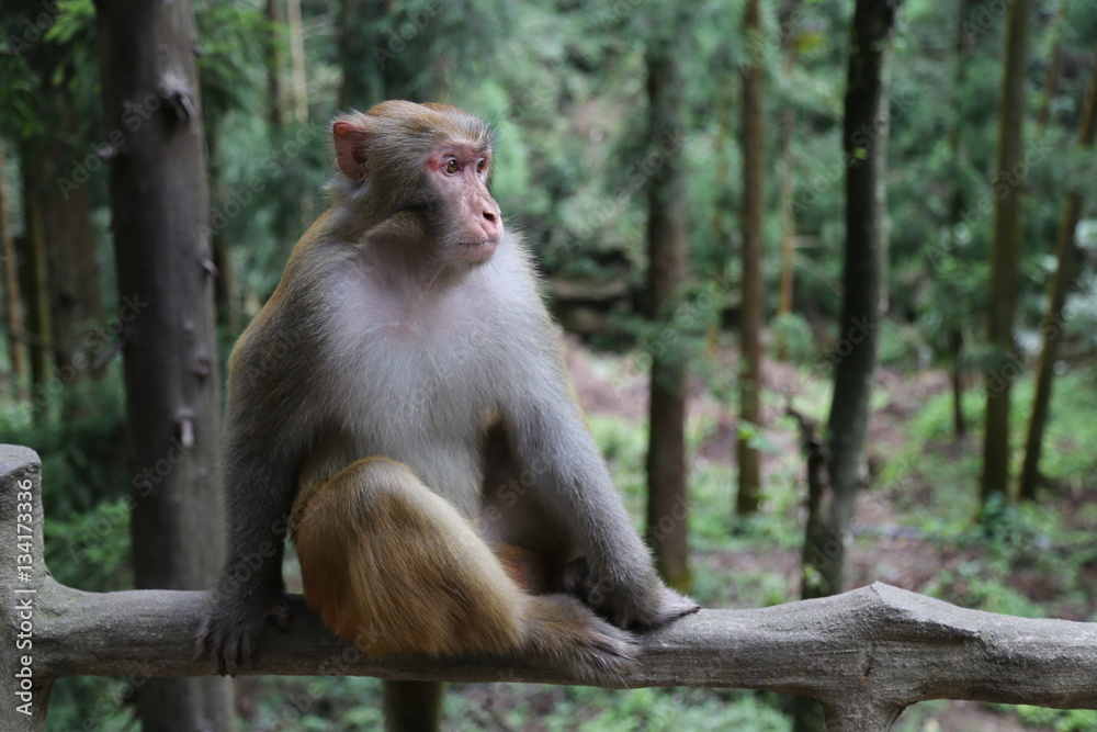 Fototapeta premium Monkey