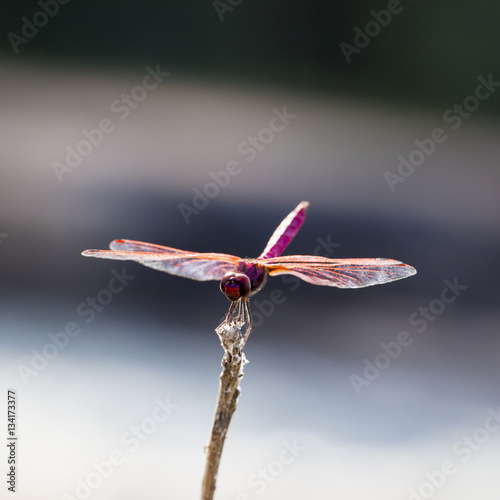 A rare, red dragonfly perches on a dry twig in a forest