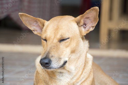 A light-brown domestic dog is resting in a shade and closing her eyes